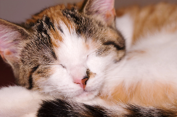 포토 JPG 해외이미지 동물 오렌지 사람없음 빨간색 반려동물 검은색 고양이 흰색 잠 삼색 해외202004 해외포토 컬러 과일 포유류 파일형식 이미지허브