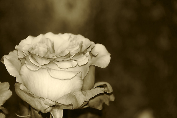 포토 JPG 해외이미지 식물 꽃잎 꽃 분홍색 꽃다발 자연 미술 사람없음 장식 장미 정원 벚꽃 개화 원예 내추럴 해외202004 해외포토 컬러 문화예술 취미 생태계 파일형식 이미지허브