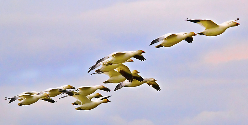 포토 JPG 해외이미지 응시 공원 얼굴 날개 자연 조류 성인 사람없음 야외 흰색 비행 관찰 깃털 검색 부리 거위 철새 경보 워싱턴 해외202004 해외포토 동물 시선 공공시설 컬러 모션 사람 신체부위 미국 생태계 파일형식 이미지허브