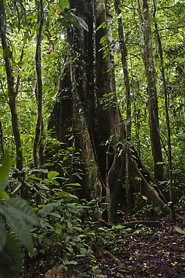 포토 JPG 해외이미지 나무 잎 그림자 풍경 사람없음 초록색 빛 어둠 숲 큼 에콰도르 거인 아마존 해외202004 해외포토 식물 컬러 남아메리카 크기 파일형식 이미지허브