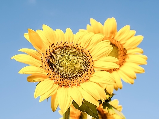 포토 JPG 해외이미지 식물 꽃잎 꽃 백그라운드 잎 자연 해바라기 풍경 근접촬영 사람없음 야외 여름 노란색 맑음 해외202004 해외포토 계절 뷰포인트 컬러 날씨 생태계 파일형식 이미지허브