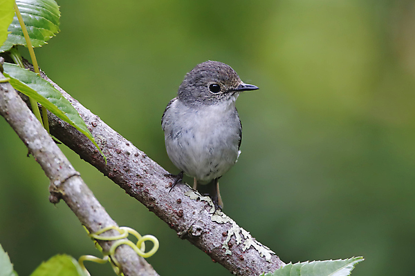 포토 JPG 해외이미지 나무 동물 여자 남자 아시아 얼굴 야생동물 백그라운드 날개 자연 조류 사람없음 야외 목재 가로 초록색 컬러풀 머리 환경 나뭇가지 막대기 닫기 숲 깃털 꼬리 부리 서식지 생태학 이국적 해외202004 해외포토 식물 교육 나라 컬러 재료 모션 사람 신체부위 생태계 파일형식 이미지허브