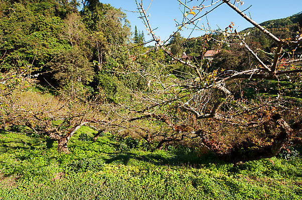 포토 JPG 해외이미지 구름 공원 아시아 밭 농업 아침 동양인 사람없음 일출 성장 신선 자두 내추럴 해외202004 해외포토 주간 자연요소 공공시설 나라 산업 과일 인종 노을 파일형식 이미지허브