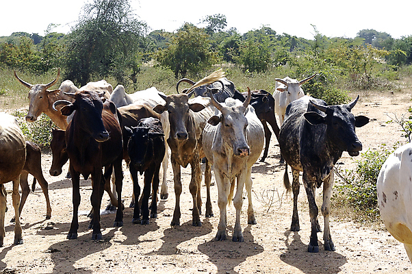포토 JPG 해외이미지 동물 야생동물 여행 농업 포유류 아프리카 자연 건조 풍경 사람없음 농장 마을 가축 운전 흰색 시골 그룹 소 보호 군중 가뭄 내추럴 밭일 세렝게티 해외202004 해외포토 나라 산업 컬러 컨셉 모션 날씨 사람 생태계 파일형식 이미지허브