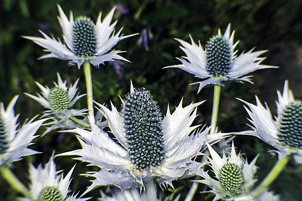 포토 JPG 해외이미지 식물 꽃 스웨덴 사람없음 파란색 정원 식물원 2014년 원뿔 엉겅퀴 영원 이란 해외202004 해외포토 도형 컬러 중동 북유럽 연도 파일형식 이미지허브