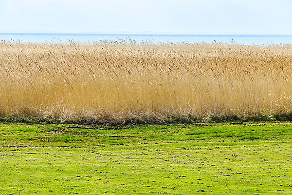 포토 JPG 해외이미지 식물 구름 계절 아시아 호수 백그라운드 겨울 밭 자연 하늘 바람 갈대 동양인 풍경 사람없음 여름 파란색 빛 햇빛 갈색 맑음 봄 광선 가을 시골 개화 낟알 아래 폭풍 내추럴 발트해 해외202004 해외포토 자연요소 꽃 나라 바다 컬러 농업 날씨 북유럽 인종 태양 방향 생태계 위치 파일형식 이미지허브