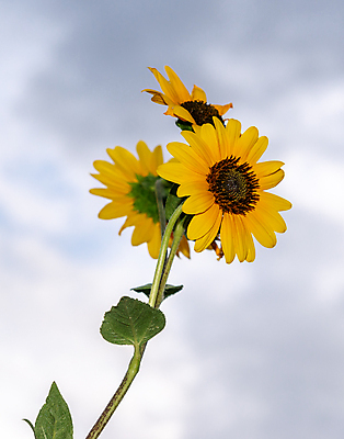 포토 JPG 해외이미지 식물 공원 꽃잎 꽃 줄기 여행 잎 북아메리카 자연 풍경 사람없음 야외 노란색 환경 미국 땅 방문 서쪽 시온산 전국 해외202004 해외포토 공공시설 컬러 아메리카 방향 생태계 파일형식 이미지허브