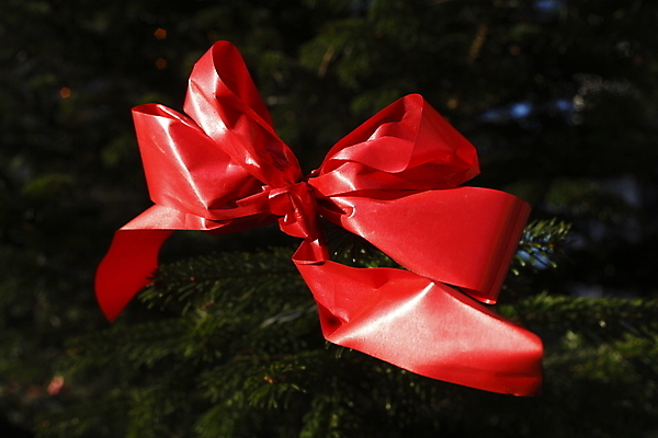 포토 JPG 해외이미지 나무 크리스마스 사람없음 장식 빨간색 크리스마스트리 고리 전나무 해외202004 해외포토 식물 기념일 컬러 파일형식 이미지허브