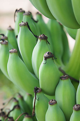 포토 JPG 해외이미지 나무 식물 아시아 음식 줄기 백그라운드 잎 밭 농업 과일 재료 태국 자연 바나나 매달리기 건강 손바닥 사람없음 야외 초록색 여름 농작물 농장 정원 수확 성장 가을 나뭇가지 신선 그룹 닫기 달콤 아침식사 다발 먹기 오브젝트 유기농 날것 내추럴 해외202004 해외포토 손 웰빙 계절 나라 산업 컬러 모션 식사 맛 생태계 파일형식 이미지허브
