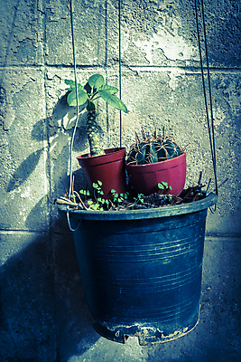 포토 JPG 해외이미지 나무 식물 꽃 벽 백그라운드 자연 주택 매달리기 사람없음 장식 초록색 노란색 정원 놀이방 수확 흰색 냄비 해외202004 해외포토 컬러 농업 모션 건물 솥 생태계 파일형식 이미지허브