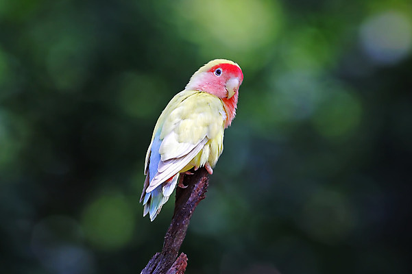 포토 JPG 해외이미지 나무 동물 여자 남자 아시아 얼굴 야생동물 백그라운드 날개 자연 조류 사람없음 야외 목재 가로 초록색 컬러풀 머리 환경 나뭇가지 막대기 닫기 숲 깃털 꼬리 부리 서식지 생태학 이국적 해외202004 해외포토 식물 교육 나라 컬러 재료 모션 사람 신체부위 생태계 파일형식 이미지허브