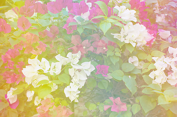 포토 JPG 해외이미지 식물 꽃 분홍색 잎 자연 사람없음 야외 장식 빨간색 초록색 컬러풀 정원 활발 벚꽃 흰색 신선 부드러움 포도나무 스타일 해외202004 해외포토 컬러 컨셉 감각 과일나무 생태계 파일형식 이미지허브