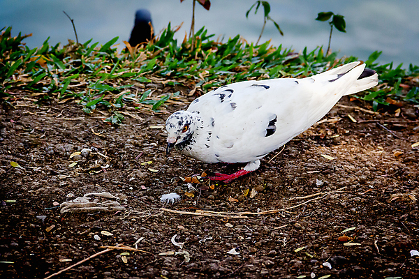 포토 JPG 해외이미지 동물 공원 호수 야생동물 백그라운드 날개 자연 조류 서기 사람없음 야외 물 정원 회색 자유 흰색 당구 깃털 비둘기 부리 내추럴 해외202004 해외포토 자연요소 공공시설 컬러 컨셉 모션 구기 생태계 파일형식 이미지허브