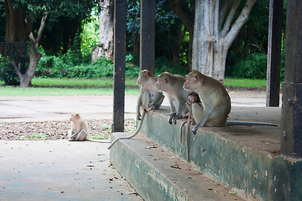 포토 JPG 해외이미지 나무 동물 응시 아시아 야생동물 벽 여행 태국 자연 하늘 산 주택 풍경 사람없음 내부 건물 가로 초록색 파란색 컬러풀 갈색 바위 원숭이 표현 사찰 성 보호 작음 북쪽 단계 내추럴 기르기 동물상 파멸 해외202004 해외포토 식물 건축물 시선 나라 컬러 컨셉 포유류 종교건축 조형물 돌_바위 크기 방향 생태계 돌봄 파일형식 소멸 이미지허브