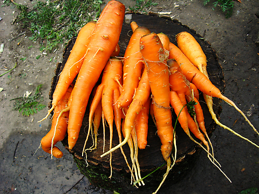 포토 JPG 해외이미지 식물 접시 손 여자 음식 농업 다이어트 채소 오렌지 손가락 건강 3 사람없음 빨간색 초록색 농작물 식사 당근 수확 침대 신선 농부 상품 다발 먹기 뿌리 채식주의자 해외202004 해외포토 직업 식기 산업 컬러 가구 과일 모션 뿌리채소 사람 신체부위 채식 파일형식 이미지허브