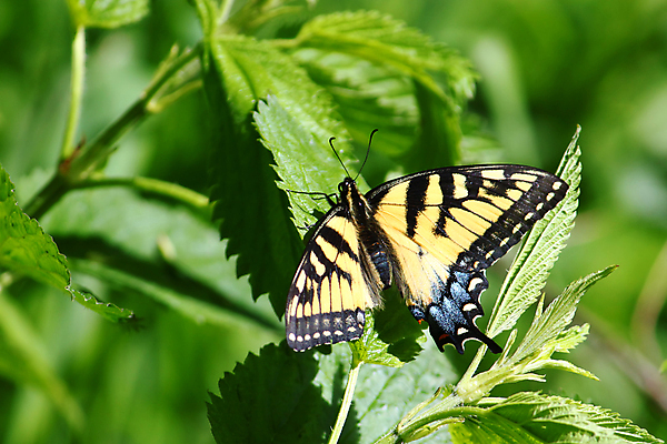 포토 JPG 해외이미지 식물 야생동물 나비 곤충 자연 사람없음 야외 노란색 환경 미국 벌레 숲 생태계 생물학 장면 북쪽 생태학 흥미 해외202004 해외포토 동물 교육 컬러 컨셉 북아메리카 방향 파일형식 이미지허브