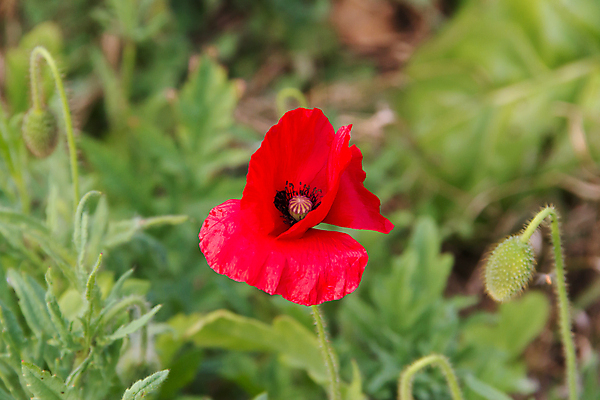 포토 JPG 해외이미지 식물 꽃 분홍색 백그라운드 꽃무늬 밭 자연 프레임 사람없음 장식 빨간색 초록색 여름 봄 들꽃 벚꽃 흰색 시골 싱글 양귀비 해외202004 해외포토 계절 컬러 무늬 농업 생태계 파일형식 이미지허브