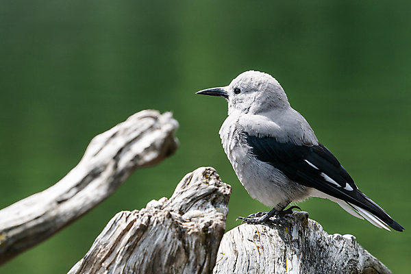 포토 JPG 해외이미지 동물 야생동물 캐나다 북아메리카 자연 조류 종류 풍경 사람없음 야외 환경 생태계 내추럴 동물상 앨버타 해외202004 해외포토 아메리카 조형물 파일형식 이미지허브