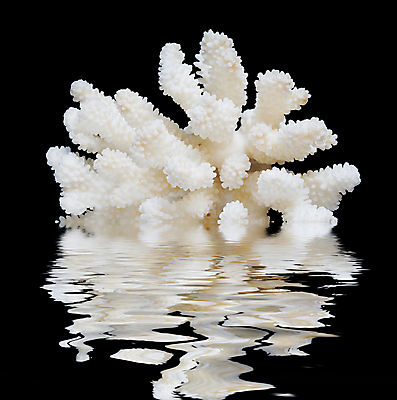 포토 JPG 해외이미지 동물 물결 야생동물 파도 바다 백그라운드 자연 사람없음 장식 물 반사 환경 검은색 수중 흰색 산호 수집 오브젝트 싱글 날카로움 암초 고립 완전 해외202004 해외포토 자연요소 컬러 컨셉 자포동물 생태계 파일형식 이미지허브