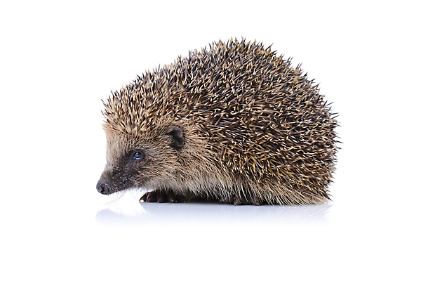 포토 JPG 해외이미지 스튜디오촬영 동물 한마리 야생동물 새끼 포유류 성인 사람없음 울타리 반려동물 못 보호 설치류 흰배경 보안 주둥이 고슴도치 고립 해외202004 해외포토 1 백그라운드 컨셉 실내 안전 사람 담장 흰색 공구 파일형식 이미지허브