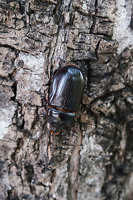 포토 JPG 해외이미지 나무 식물 동물 남자 야생동물 곤충 백그라운드 패턴 자연 뿔 사람없음 야외 목재 갈색 검은색 닫기 벌레 딱정벌레 묘사 코뿔소 내추럴 유니콘 해외202004 해외포토 컬러 무늬 재료 포유류 모션 사람 생태계 파일형식 이미지허브