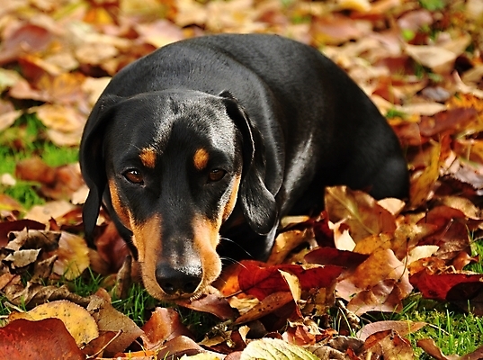 포토 JPG 해외이미지 동물 응시 공원 컨셉 잎 포유류 자연 놀이 생물 털 잔디 사람없음 가로 초록색 반려동물 머리 정원 검은색 코트 가을 유머 소시지 개 강아지 작음 닥스훈트 만족 귀 무릎 나무껍질 토막 송곳니 거짓말 기르기 동반자 미니 해외202004 해외포토 나무 식물 시선 계절 공공시설 감정 컬러 신체부위 외투 껍질 가공식품 치아 크기 생태계 돌봄 파일형식 이미지허브