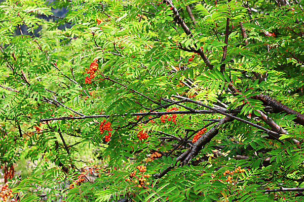 포토 JPG 해외이미지 식물 계절 열매 음식 잎 과일 자연 사람없음 목재 초록색 여름 컬러풀 성장 나뭇가지 숲 내추럴 재 해외202004 해외포토 나무 컬러 재료 생태계 파일형식 이미지허브