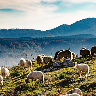 포토 JPG 해외이미지 식물 백그라운드 농업 자연 하늘 아침 산 풍경 사람없음 초록색 빛 컬러풀 농장 일출 가을 흰색 시골 신선 양 군중 알프스 내추럴 해외202004 해외포토 주간 계절 유럽 산업 컬러 포유류 사람 노을 생태계 파일형식 이미지허브