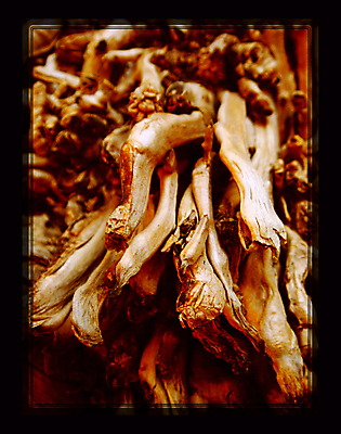 포토 JPG 해외이미지 나무 식물 지구 백그라운드 컨셉 농업 자연 표면 건조 흑백 사람없음 야외 목재 빛 환경 정원 검은색 흙 성장 죽음 거친 닫기 구부린 숲 묘사 유기농 질감 뿌리 먼지 진흙 내추럴 나쁜 곰팡이 그런지 땅바닥 생태학 옛날 해외202004 해외포토 웰빙 교육 산업 컬러 재료 모션 바닥 촬영기법 생태계 파일형식 이미지허브