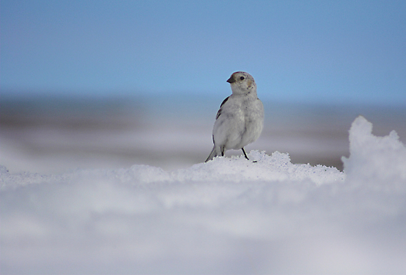 포토 JPG 해외이미지 동물 야생동물 크리스마스 겨울 자연 조류 사람없음 여름 파란색 냉동 얼음 추위 흰색 눈송이 황무지 닫기 작음 남극 북극 깃털 서리 봉 북쪽 알래스카 해외202004 해외포토 자연요소 계절 기념일 컬러 모션 눈_날씨 미국 크기 극지방 방향 생태계 파일형식 이미지허브
