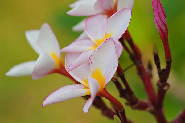 포토 JPG 해외이미지 나무 식물 디자인 꽃잎 꽃 선 꽃다발 백그라운드 잎 태국 자연 휴식 사람없음 야외 장식 초록색 여름 노란색 우주 스파 봄 벚꽃 흰색 나뭇가지 신용카드 화려 개화 황금 우아함 인도인 다발 향기 초대 환영 남쪽 고립 아열대 그리너리 해외202004 해외포토 외국인 계절 아시아 컬러 컨셉 동양인 금융 방향 생태계 냄새 파일형식 트랜드컬러 이미지허브