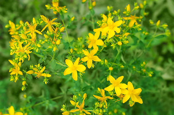 포토 JPG 해외이미지 식물 꽃 줄기 백그라운드 잎 자연 사람없음 여름 약 수확 약초 허브 영원 해외202004 해외포토 계절 농업 의학 풀_식물 생태계 파일형식 이미지허브