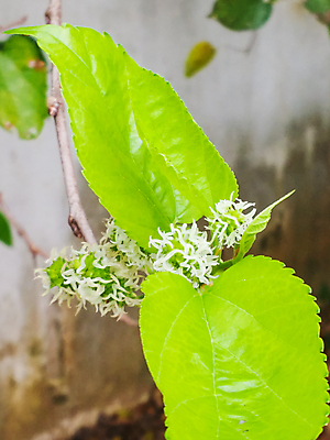 포토 JPG 해외이미지 나무 식물 계절 열매 음식 백그라운드 잎 농업 과일 재료 자연 건강 사람없음 빨간색 초록색 여름 컬러풀 정원 흰색 나뭇가지 신선 달콤 유기농 내추럴 채식주의자 해외202004 해외포토 웰빙 산업 컬러 맛 생태계 채식 파일형식 이미지허브