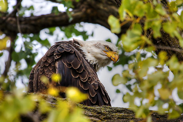 포토 JPG 해외이미지 주간 야생동물 사람없음 야외 독수리 흰머리독수리 해외202004 해외포토 자연요소 동물 조류 파일형식 이미지허브