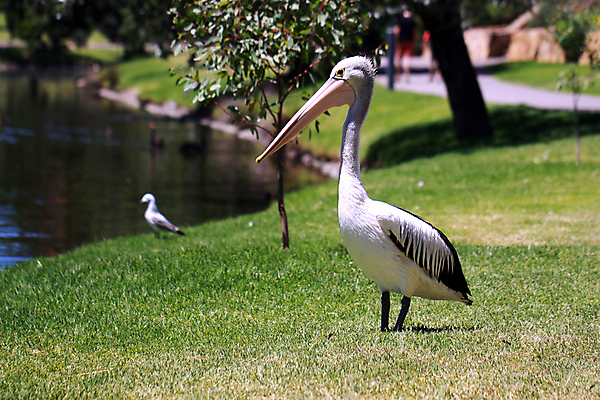포토 JPG 해외이미지 동물 야생동물 날개 조류 서기 사람없음 물 강 반사 마주보기 검은색 흰색 호주 펠리컨 손목시계 깃털 계산서 무료 해외202004 해외포토 자연요소 시계 컬러 장신구 모션 오세아니아 파일형식 이미지허브