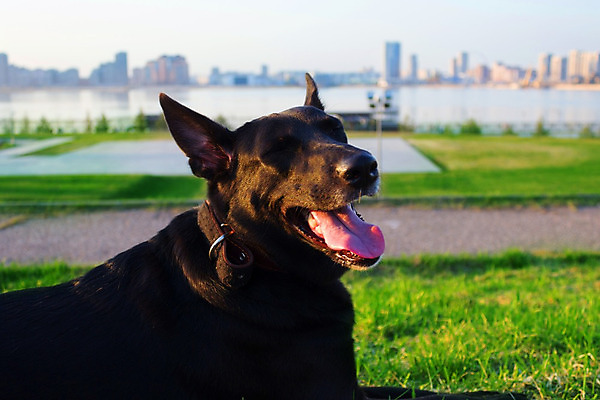 포토 JPG 해외이미지 동물 응시 공원 행복 얼굴 자연 건강 사람 사람없음 야외 초록색 반려동물 컬러풀 갈색 머리 카메라 검은색 듣기 회색 금지 표현 기다림 개 리트리버 치아 혼합 큼 래브라도리트리버 혀 호기심 흥분 코 송곳니 경보 기르기 동반자 주목 혼자 해외202004 해외포토 시선 공공시설 감정 컬러 컨셉 포유류 모션 신체부위 전자제품 입 소화기관 크기 생태계 돌봄 파일형식 이미지허브