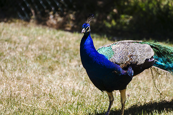 포토 JPG 해외이미지 동물 남자 야생동물 백그라운드 패턴 자연 조류 기술 동물원 사람없음 가로 초록색 파란색 컬러풀 머리 걷기 활발 우아함 공작 인도인 전시회 깃털 묘사 질감 꼬리 부리 쇼 목 보여주기 꿩 내추럴 멀티 웅장함 터키석 해외202004 해외포토 외국인 컬러 컨셉 무늬 모션 사람 동양인 신체부위 전시 보석 생태계 파일형식 이미지허브
