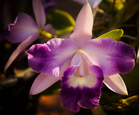 포토 JPG 해외이미지 식물 계절 꽃잎 꽃 꽃다발 백그라운드 꽃무늬 자연 선물 사람없음 장식 초록색 여름 머리 정원 스파 화목 봄 활발 개화 난초 고급 우아함 맛 냄새 아로마 향 단아함 해외202004 해외포토 컬러 컨셉 무늬 신체부위 생태계 파일형식 이미지허브