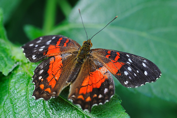포토 JPG 해외이미지 동물 나비 곤충 북아메리카 오렌지 사람없음 해외202004 해외포토 과일 아메리카 파일형식 이미지허브
