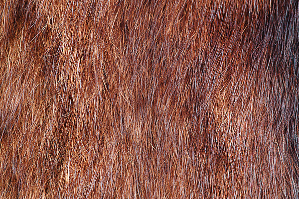 포토 JPG 해외이미지 동물 야생동물 백그라운드 겨울 패턴 자연 추상 털 따뜻함 사람없음 갈색 유행 검은색 추위 코트 직물 피부 질감 부드러움 솜털 늑대 내추럴 효과 해외202004 해외포토 계절 컬러 무늬 포유류 신체부위 외투 감각 생태계 파일형식 이미지허브