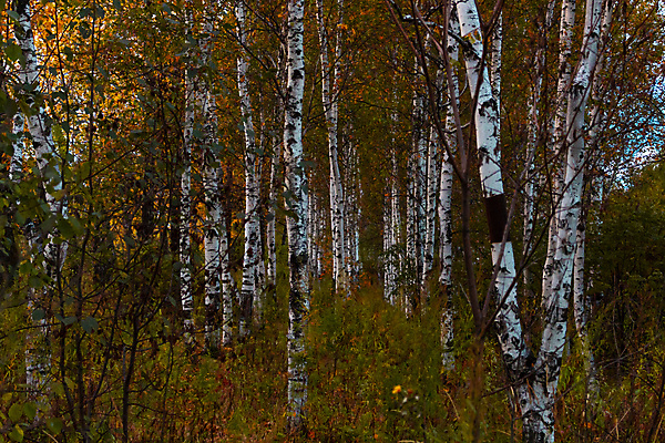 포토 JPG 해외이미지 나무 식물 계절 길 잎 오렌지 자연 풍경 사람없음 야외 목재 빨간색 빛 컬러풀 태양 갈색 노란색 평화 환경 침묵 봄 가을 흰색 나뭇가지 시골 황금 숲 9월 러시아 장면 자작나무 10월 내추럴 러시아인 삼림지대 웅장함 해외202004 해외포토 자연요소 서양인 유럽 컬러 컨셉 과일 재료 소리 날짜 생태계 파일형식 이미지허브