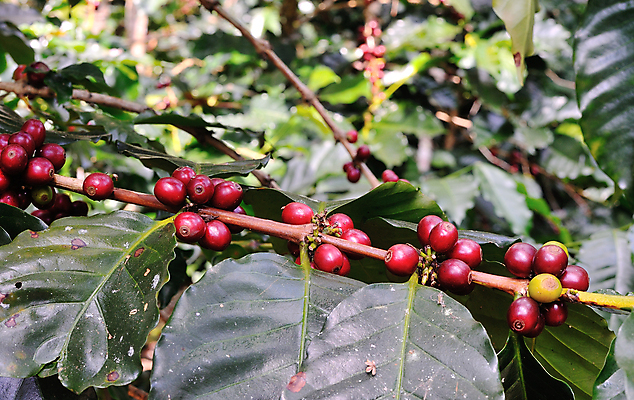 포토 JPG 해외이미지 나무 식물 열매 커피 줄기 잎 꽃무늬 농업 과일 자연 콩 사람없음 야외 초록색 농작물 농장 수확 성장 나뭇가지 신선 유기농 날것 밭일 생태학 숙성 아라비카 카페인 해외202004 해외포토 웰빙 교육 꽃 산업 음료 컬러 무늬 곡류 생태계 파일형식 이미지허브