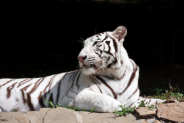 포토 JPG 해외이미지 한마리 야생동물 엎드리기 검은배경 사람없음 야외 맹수 백호 해외202004 해외포토 동물 1 백그라운드 모션 검은색 호랑이 파일형식 사방신 이미지허브