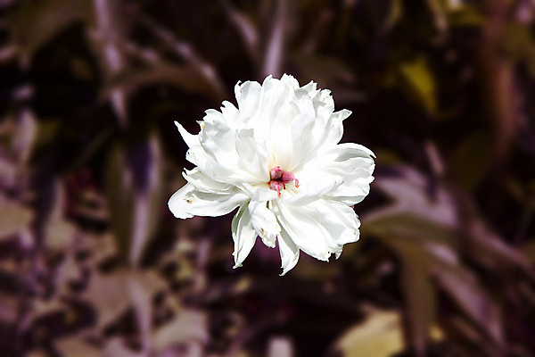 포토 JPG 해외이미지 꽃 백그라운드 자연 사람없음 정원 봄 작약 해외202004 해외포토 식물 계절 생태계 파일형식 이미지허브