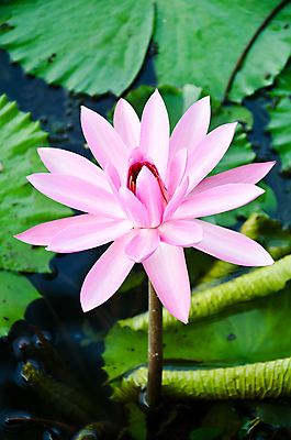 포토 JPG 해외이미지 식물 공원 꽃잎 꽃 종교 호수 분홍색 백그라운드 잎 꽃무늬 패턴 자연 연꽃 사람없음 야외 물 여름 컬러풀 노란색 평화 환경 정원 벚꽃 연못 개화 백합 명상 싱글 내추럴 해외202004 해외포토 자연요소 계절 공공시설 컬러 컨셉 무늬 생태계 파일형식 이미지허브