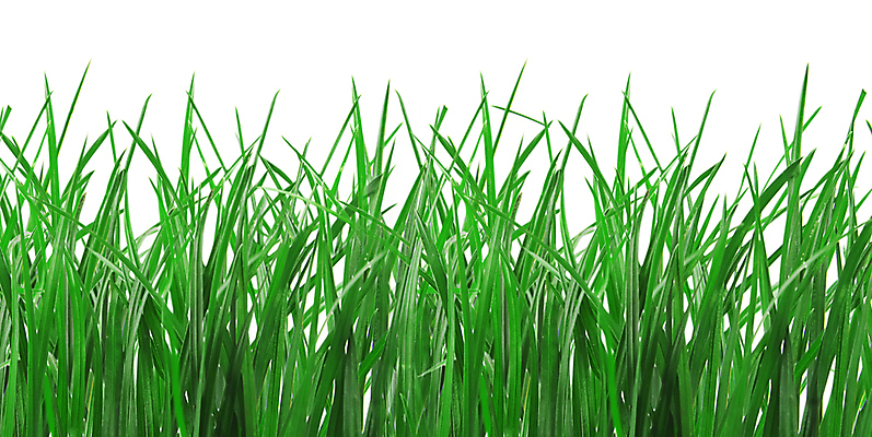 포토 JPG 해외이미지 식물 계절 공원 백그라운드 잎 패턴 밭 자연 벽지 추상 건강 잔디 사람없음 야외 가로 초록색 빛 농장 환경 정원 봄 활발 성장 흰색 신선 칼날 보호 땅 원예 내추럴 고립 생태학 해외202004 해외포토 공공시설 교육 컬러 컨셉 무늬 농업 취미 생태계 파일형식 이미지허브