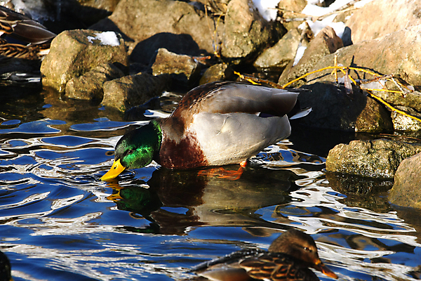 포토 JPG 해외이미지 동물 여자 남자 호수 야생동물 날개 자연 조류 휴식 오리 함께함 서기 앉기 사람없음 초록색 물 강 컬러풀 반사 수영 봄 흰색 아기 연못 달콤 깃털 싱글 부리 물새 청둥오리 계산서 내추럴 고립 잔물결 해외202004 해외포토 자연요소 계절 물결 컬러 컨셉 모션 사람 수상스포츠 맛 생태계 파일형식 이미지허브
