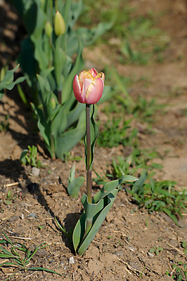 포토 JPG 해외이미지 꽃 꽃무늬 밭 사람없음 컬러풀 튤립 내추럴 해외202004 해외포토 식물 컬러 무늬 농업 파일형식 이미지허브