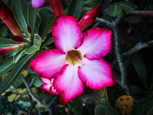 포토 JPG 해외이미지 나무 식물 꽃잎 꽃 분홍색 백그라운드 잎 꽃무늬 자연 사람없음 장식 빨간색 초록색 여름 컬러풀 정원 검은색 어둠 사막 벚꽃 개화 진달래 내추럴 해외202004 해외포토 계절 컬러 무늬 생태계 파일형식 이미지허브