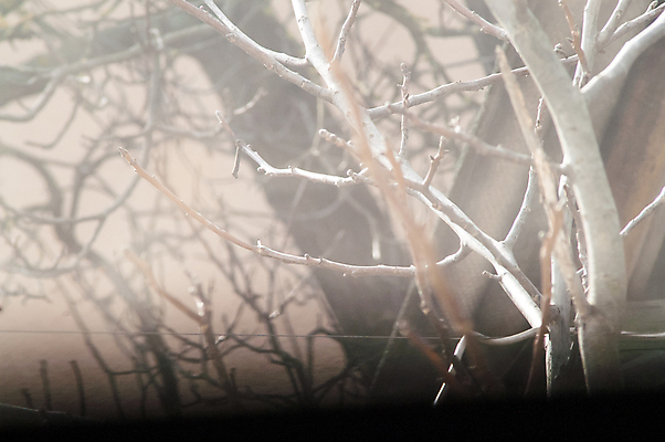 포토 JPG 해외이미지 나무 식물 계절 공원 야생동물 줄기 백그라운드 잎 겨울 자연 하늘 풍경 사람없음 야외 목재 여름 파란색 강 갈색 노란색 정원 봄 성장 벚꽃 가을 흰색 나뭇가지 개화 막대기 숲 버드나무 관목 내추럴 생태학 해외202004 해외포토 동물 공공시설 교육 꽃 컬러 재료 생태계 파일형식 이미지허브